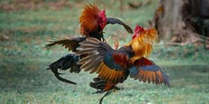 Đá Gà Thomo - Trải Nghiệm Cá Cược Kịch Tính Và Đầy Thú Vị